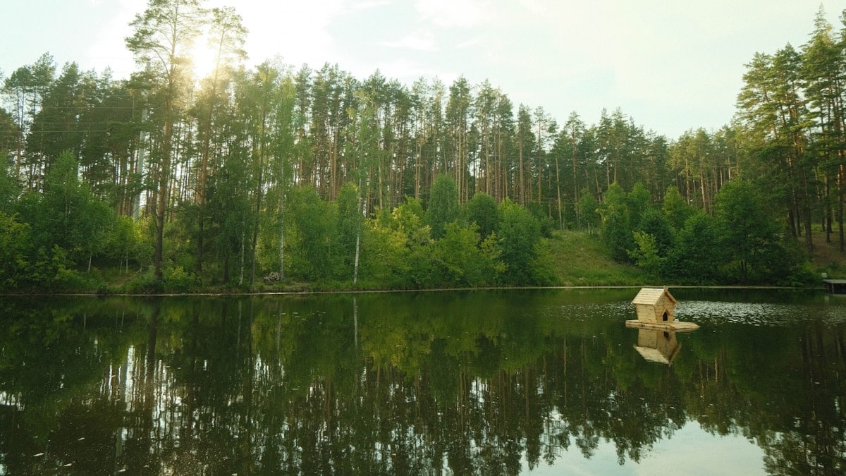 a body of water with trees around it
